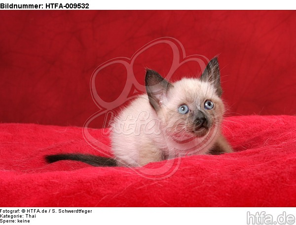 liegendes Thai Kätzchen / lying thai kitten / HTFA-009532