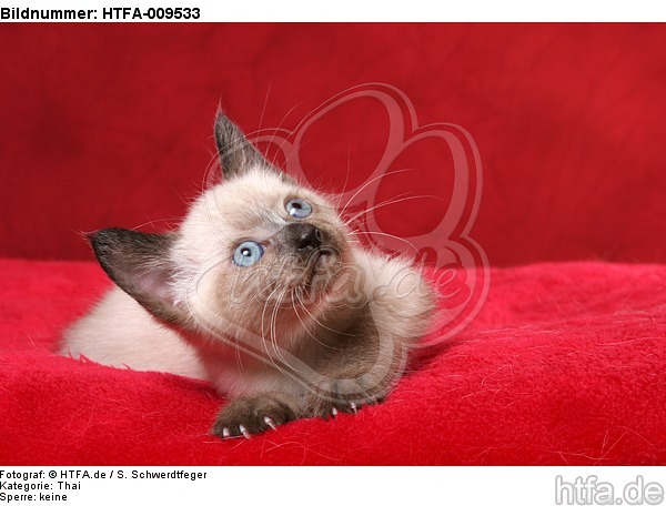 liegendes Thai Kätzchen / lying thai kitten / HTFA-009533