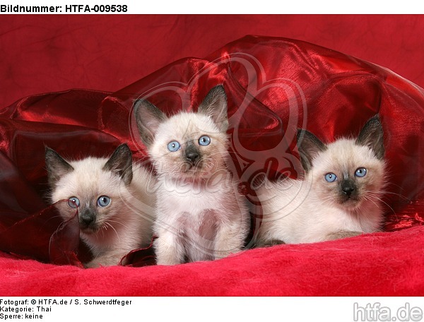 3 Thai Kätzchen / 3 thai kitten / HTFA-009538