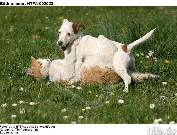 Jack Russell Terrier und Katze / jack russell terrier and cat / HTFA-002023