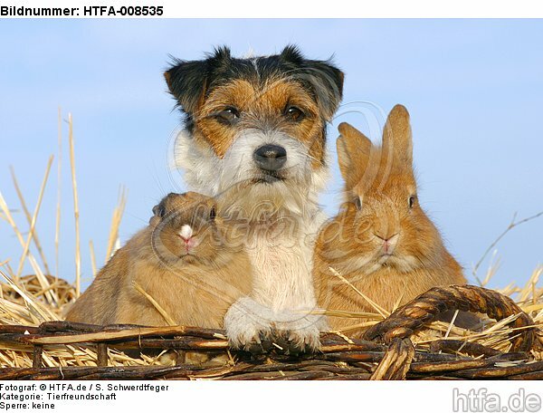 Parson Russell Terrier und Zwergkaninchen / prt and dwarf rabbits / HTFA-008535