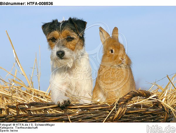 Parson Russell Terrier und Zwergkaninchen / prt and dwarf rabbit / HTFA-008536