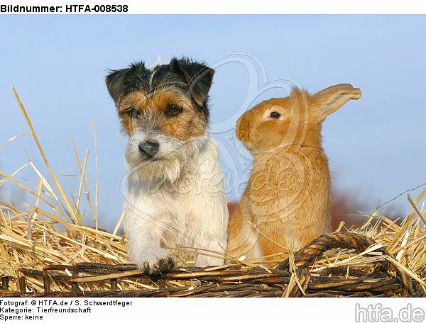 Parson Russell Terrier und Zwergkaninchen / prt and dwarf rabbit / HTFA-008538
