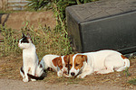 Jack Russell Terrier und Katze / jack russell terriers and cat