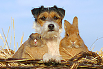 Parson Russell Terrier und Zwergkaninchen / prt and dwarf rabbits
