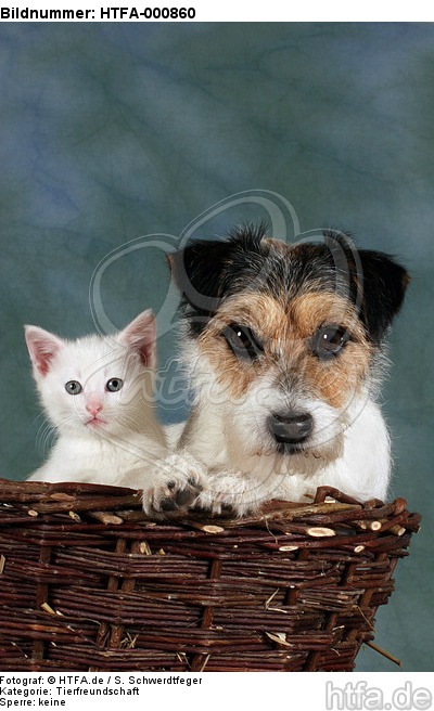 Parson Russell Terrier und Kätzchen / parson russell terrier and kitten / HTFA-000860