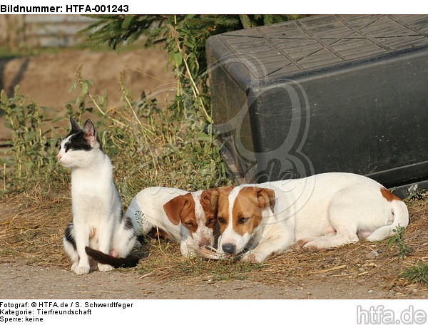 Jack Russell Terrier und Katze / jack russell terriers and cat / HTFA-001243