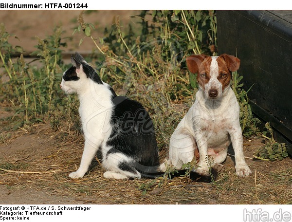 Jack Russell Terrier und Katze / jack russell terrier and cat / HTFA-001244