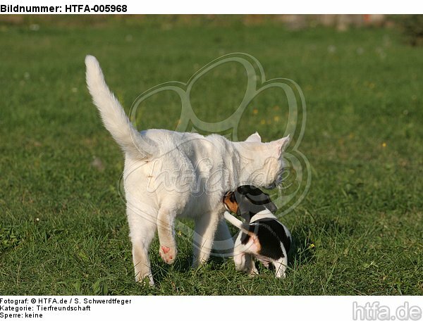 Jack Russell Terrier Welpe und Katze / jack russell terrier puppy and cat / HTFA-005968