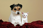 Parson Russell Terrier und Kätzchen / parson russell terrier and kitten
