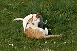 Jack Russell Terrier und Katze / jack russell terrier and cat