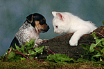 Jack Russell Terrier Welpe und Kätzchen / jack russell terrier puppy and kitten