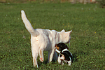 Jack Russell Terrier Welpe und Katze / jack russell terrier puppy and cat