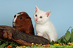 Kätzchen und Meerschwein / kitten and guninea pig