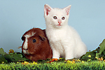 Kätzchen und Meerschwein / kitten and guninea pig