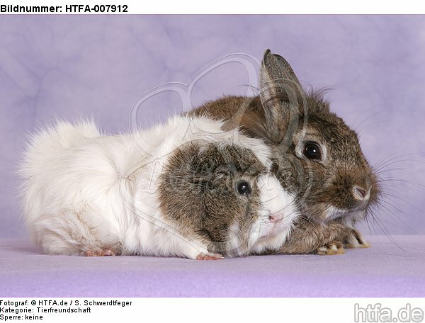 Meerschwein und Zwergkaninchen / guninea pig and dwarf rabbit / HTFA-007912