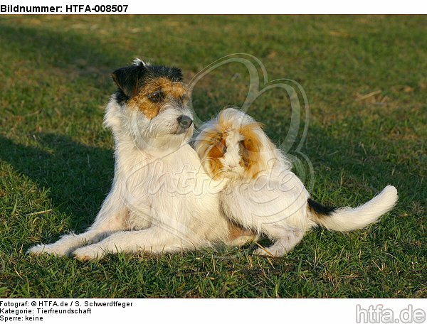 Parson Russell Terrier und Peruanermeerschwein / prt and guninea pig / HTFA-008507