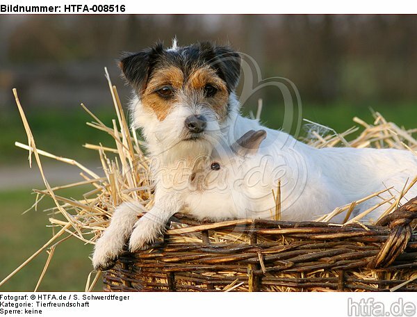 Parson Russell Terrier und Angorakaninchen / prt and bunny / HTFA-008516