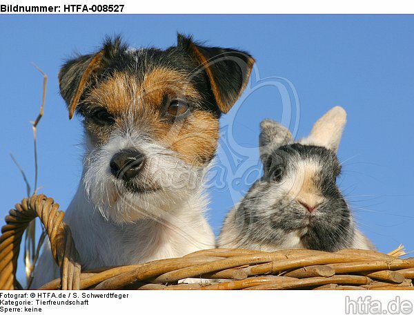 Parson Russell Terrier und Zwergkaninchen / prt and dwarf rabbit / HTFA-008527