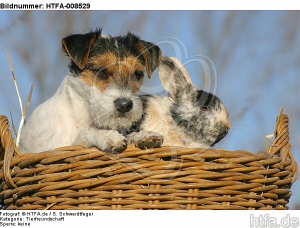 Parson Russell Terrier und Zwergkaninchen / prt and dwarf rabbit / HTFA-008529