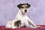 Parson Russell Terrier und Meerschwein / dog and guninea pig