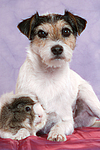 Parson Russell Terrier und Meerschwein / dog and guninea pig