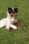 Parson Russell Terrier und Widderkaninchen / prt and lop-eared bunny