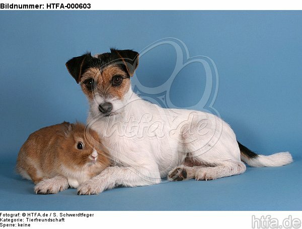 Parson Russell Terrier und Zwergkaninchen / parson russell terrier and bunny / HTFA-000603