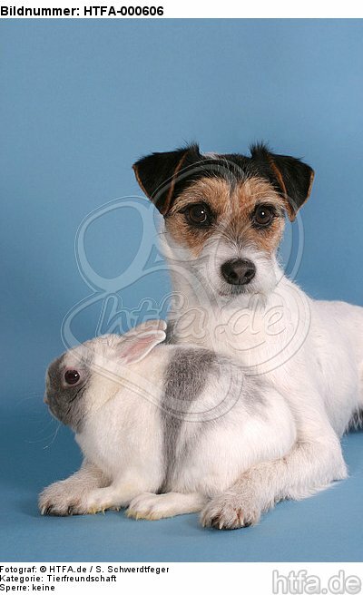 Parson Russell Terrier und Zwergkaninchen / prt and bunny / HTFA-000606