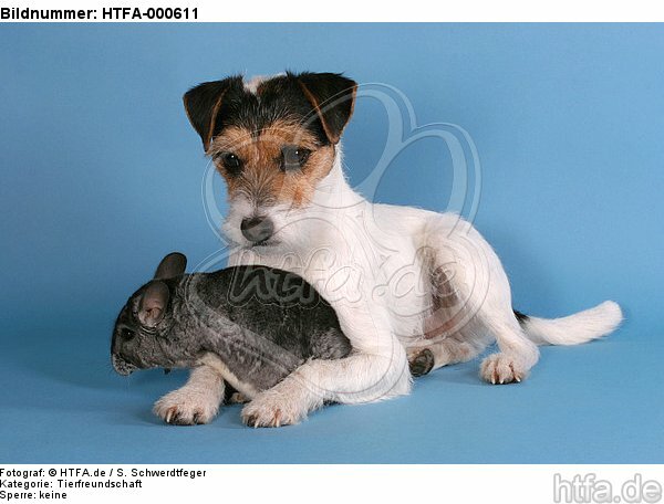 Parson Russell Terrier und Chinchilla / prt and chinchilla / HTFA-000611