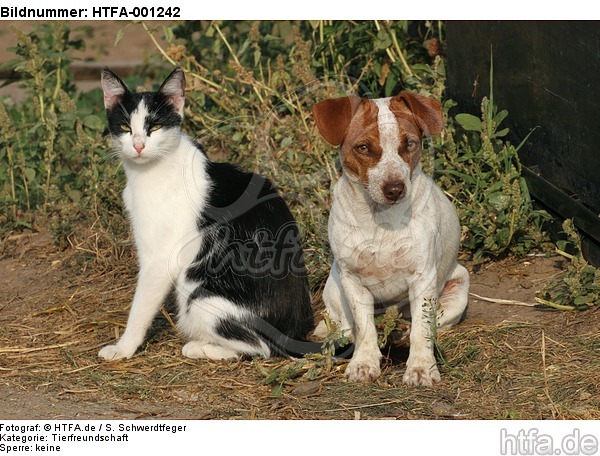 Jack Russell Terrier und Katze / jack russell terrier and cat / HTFA-001242