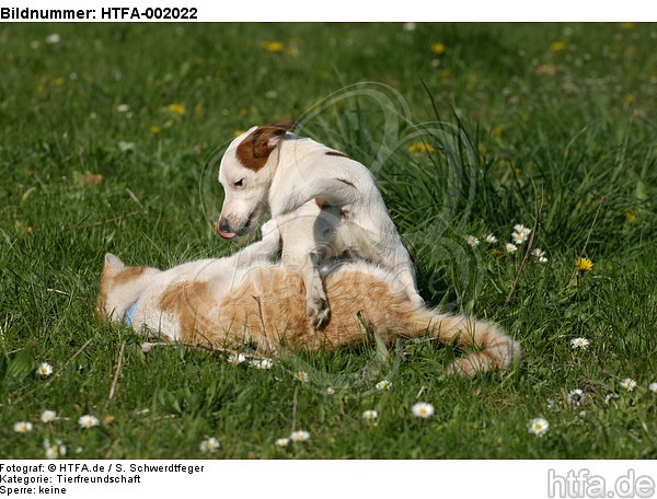 Jack Russell Terrier und Katze / jack russell terrier and cat / HTFA-002022