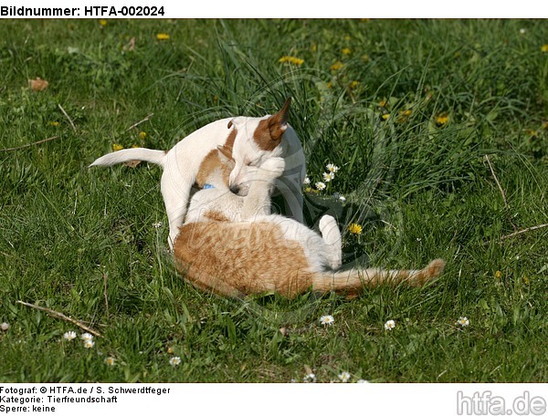 Jack Russell Terrier und Katze / jack russell terrier and cat / HTFA-002024