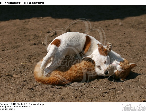 Jack Russell Terrier und Katze / jack russell terrier and cat / HTFA-002029