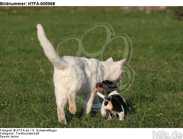 Jack Russell Terrier Welpe und Katze / jack russell terrier puppy and cat / HTFA-005968