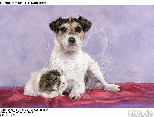 Parson Russell Terrier und Meerschwein / dog and guninea pig / HTFA-007882