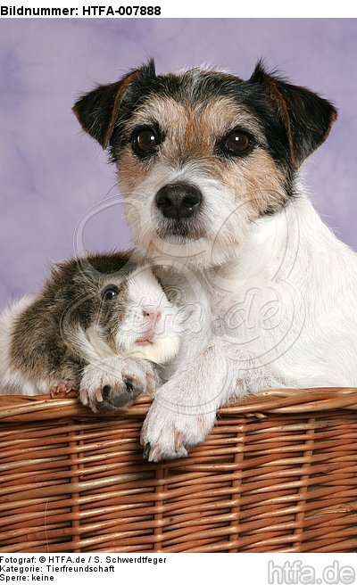 Parson Russell Terrier und Meerschwein / dog and guninea pig / HTFA-007888