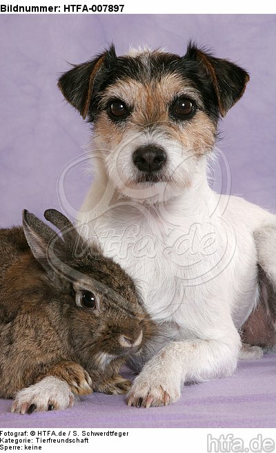 Parson Russell Terrier und Zwergkaninchen / dog and dwarf rabbit / HTFA-007897