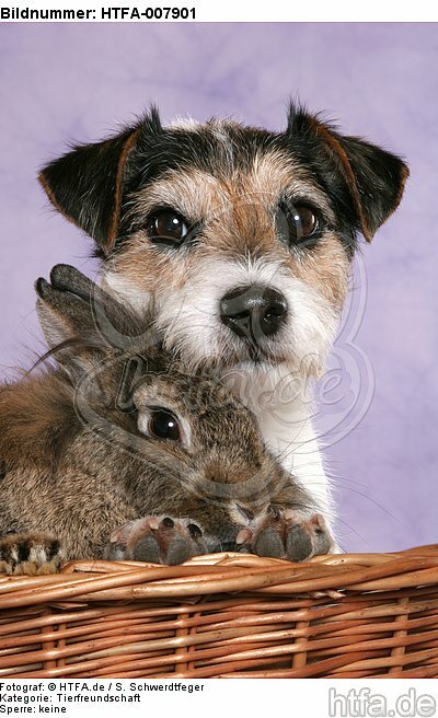 Parson Russell Terrier und Zwergkaninchen / dog and dwarf rabbit / HTFA-007901