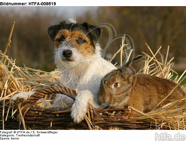 Parson Russell Terrier und Widderkaninchen / prt and bunny / HTFA-008519