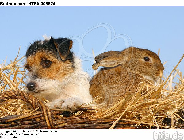 Parson Russell Terrier und Widderkaninchen / prt and bunny / HTFA-008524