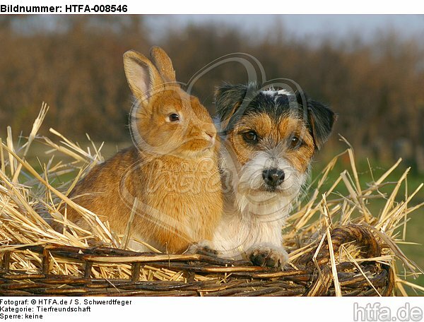 Parson Russell Terrier und Zwergkaninchen / prt and dwarf rabbit / HTFA-008546