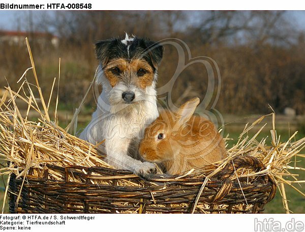 Parson Russell Terrier und Zwergkaninchen / prt and dwarf rabbit / HTFA-008548