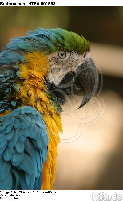 Gelbbrustara / blue and gold macaw / HTFA-001953