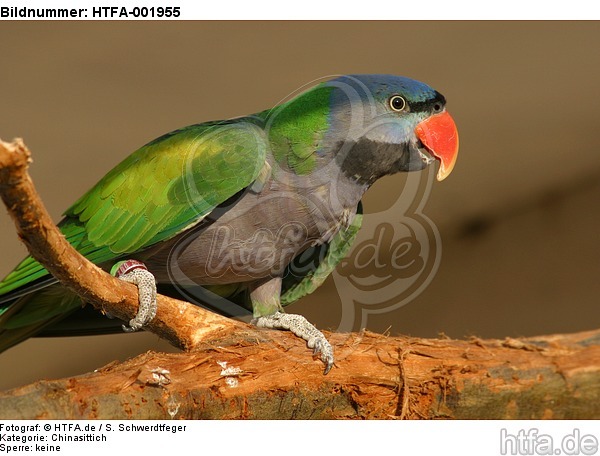 Chinasittich / Derbyan parakeet / HTFA-001955