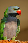 Chinasittich / Derbyan parakeet