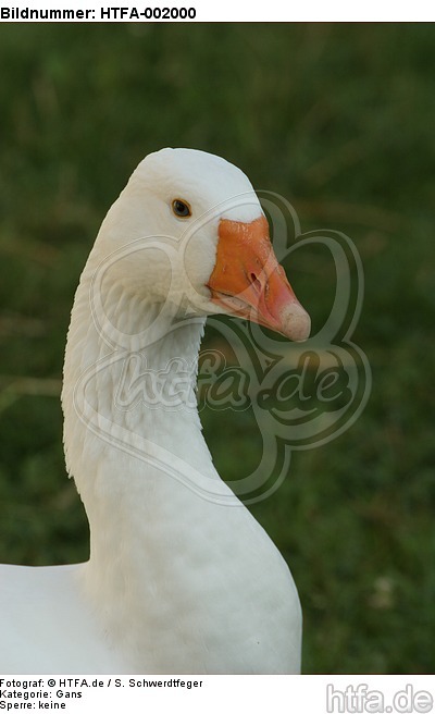 Gans / goose / HTFA-002000