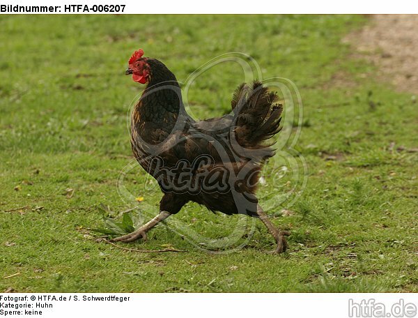 Huhn / chicken / HTFA-006207