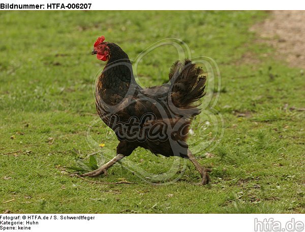 Huhn / chicken / HTFA-006207