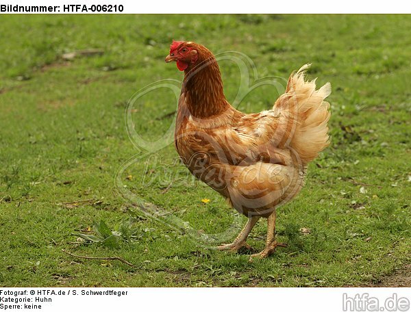 Huhn / chicken / HTFA-006210